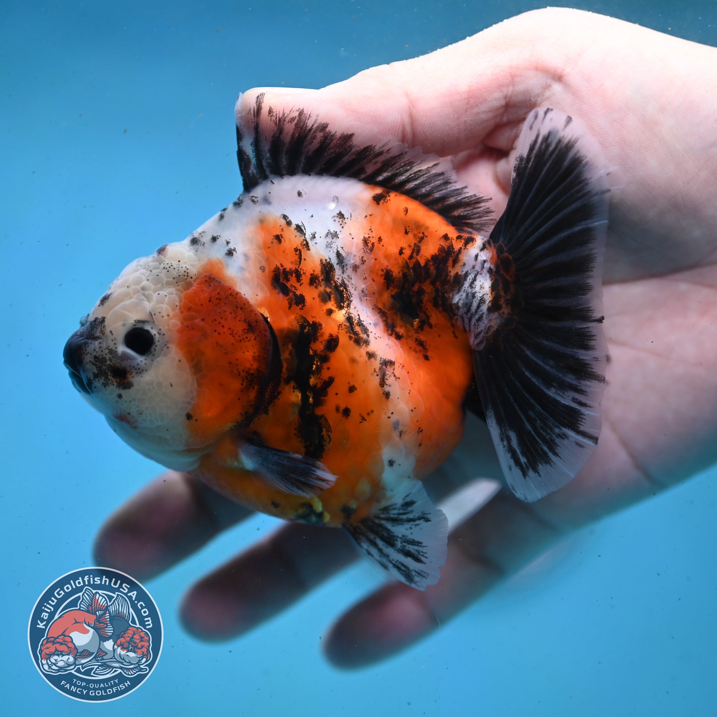 Shogun Tricolor Sakura Oranda 4 inch Body (260123_OR01)