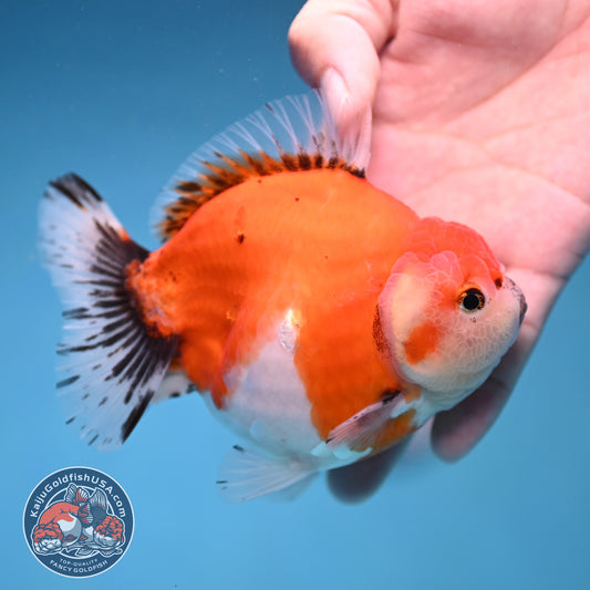 Shogun Tricolor Sakura Oranda 4 inch Body (260306_OR02)