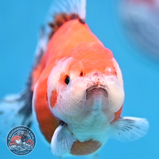 Shogun Tricolor Sakura Oranda 4 inch Body (260306_OR02)
