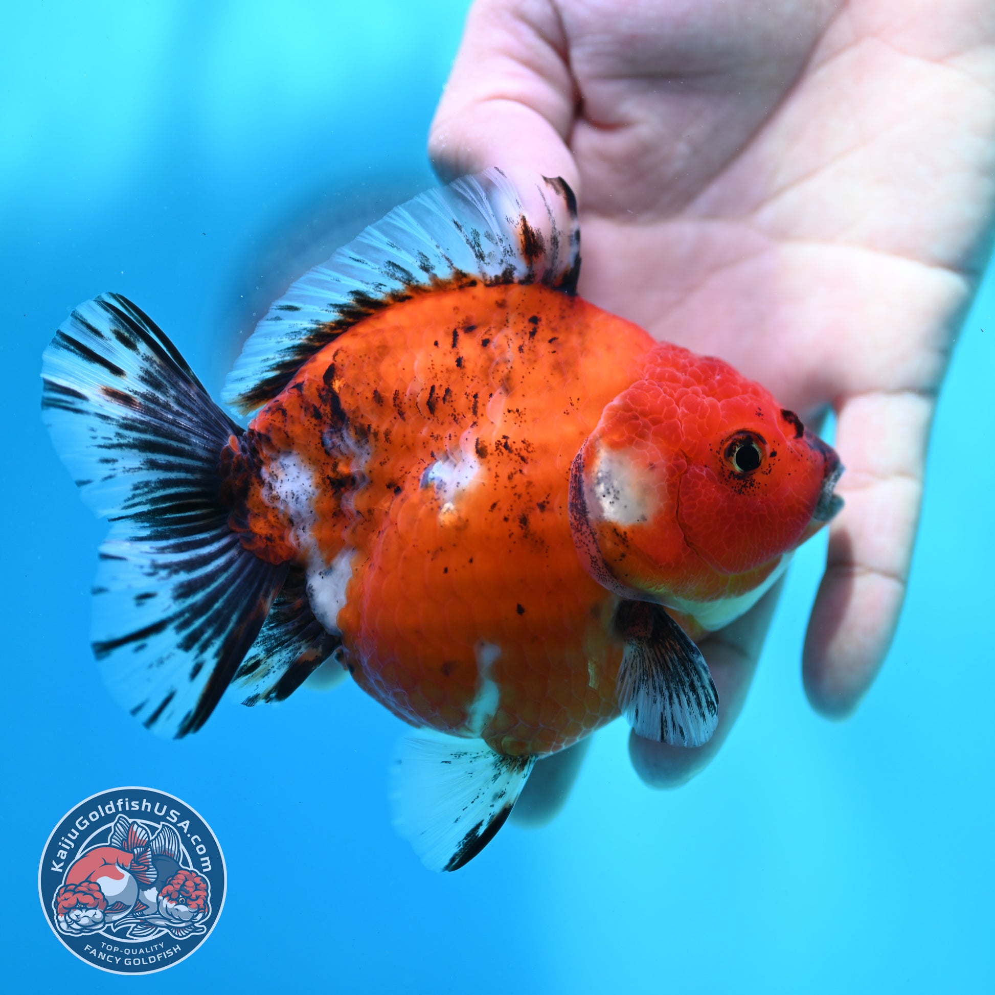 Shogun Tricolor Sakura Oranda 4 inch Body (260508_OR10)