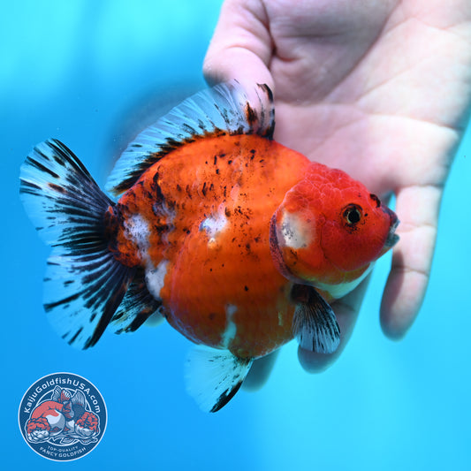 Shogun Tricolor Sakura Oranda 4 inch Body (260508_OR10)