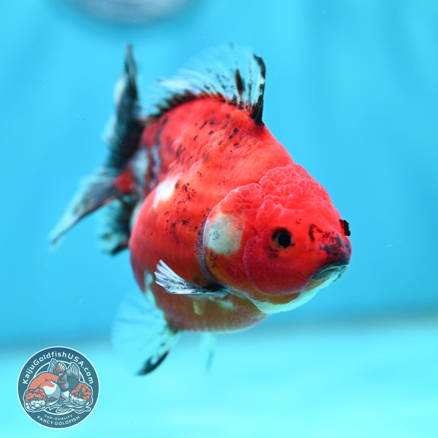 Shogun Tricolor Sakura Oranda 4 inch Body (260508_OR10)
