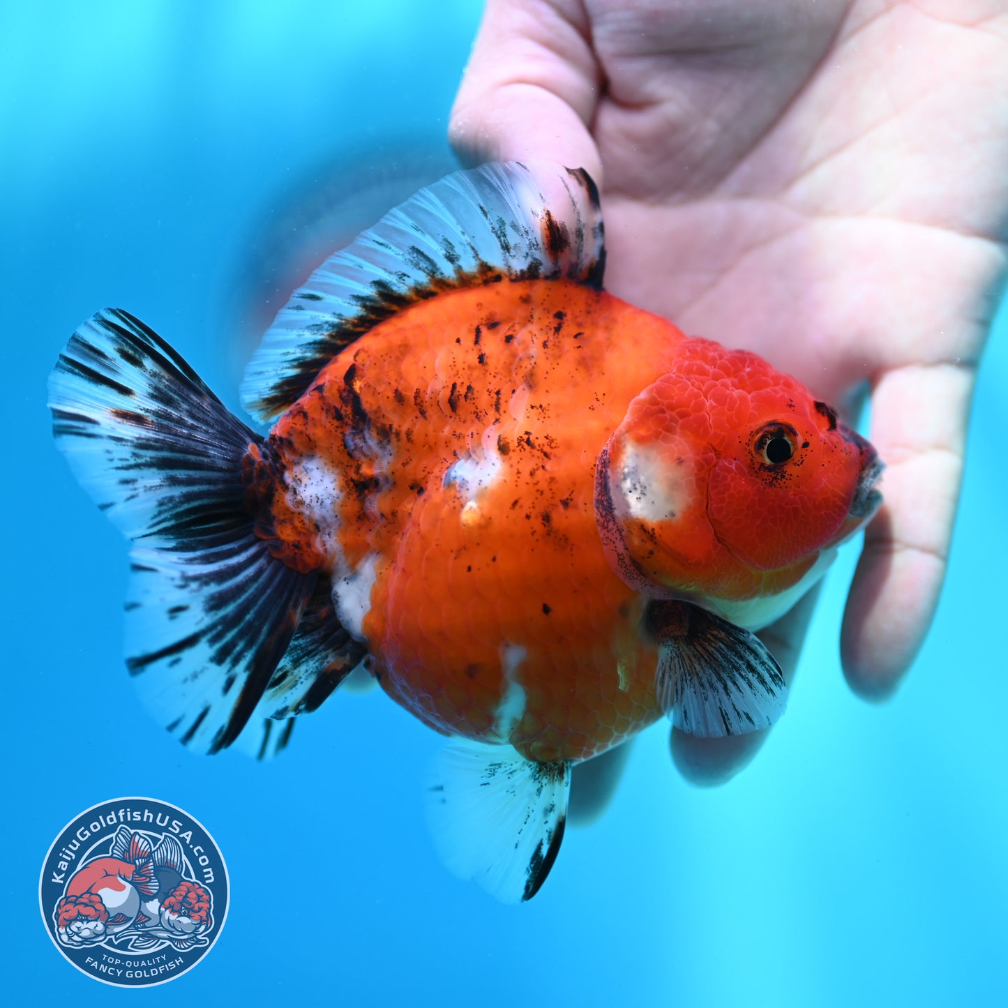 Shogun Tricolor Sakura Oranda 4 inch Body (260508_OR10)