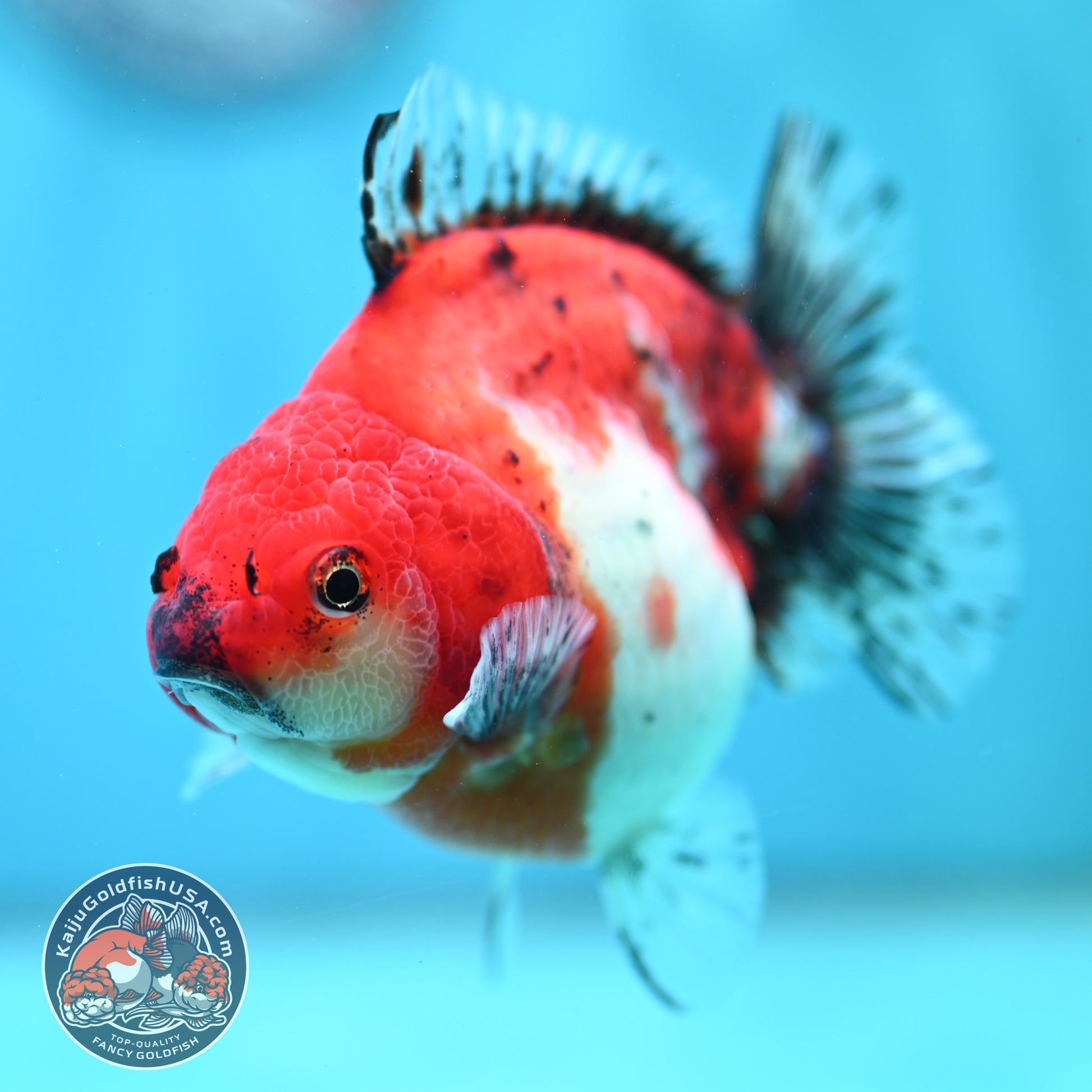 Shogun Tricolor Sakura Oranda 4 inch Body (260508_OR10)