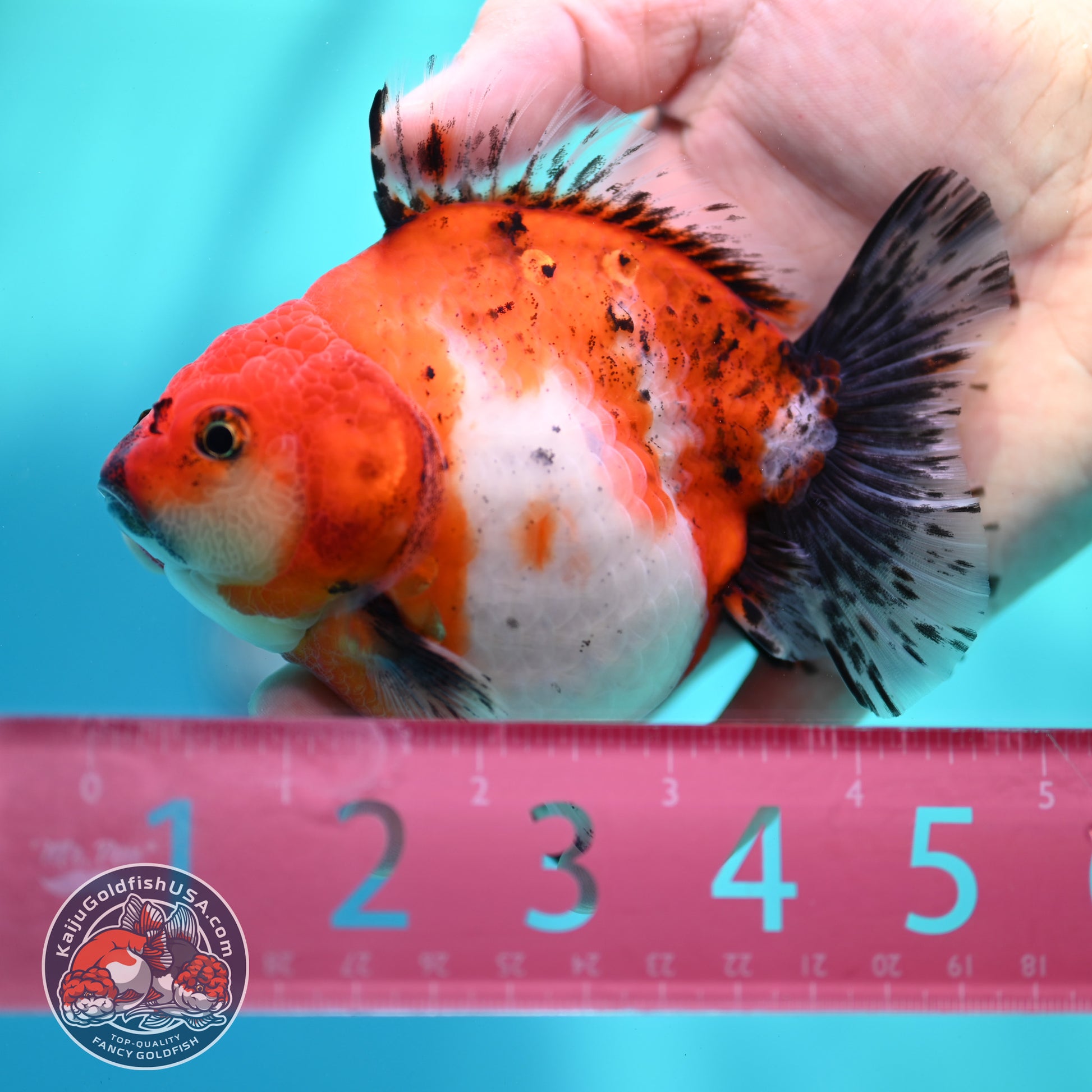 Shogun Tricolor Sakura Oranda 4 inch Body (260508_OR10)