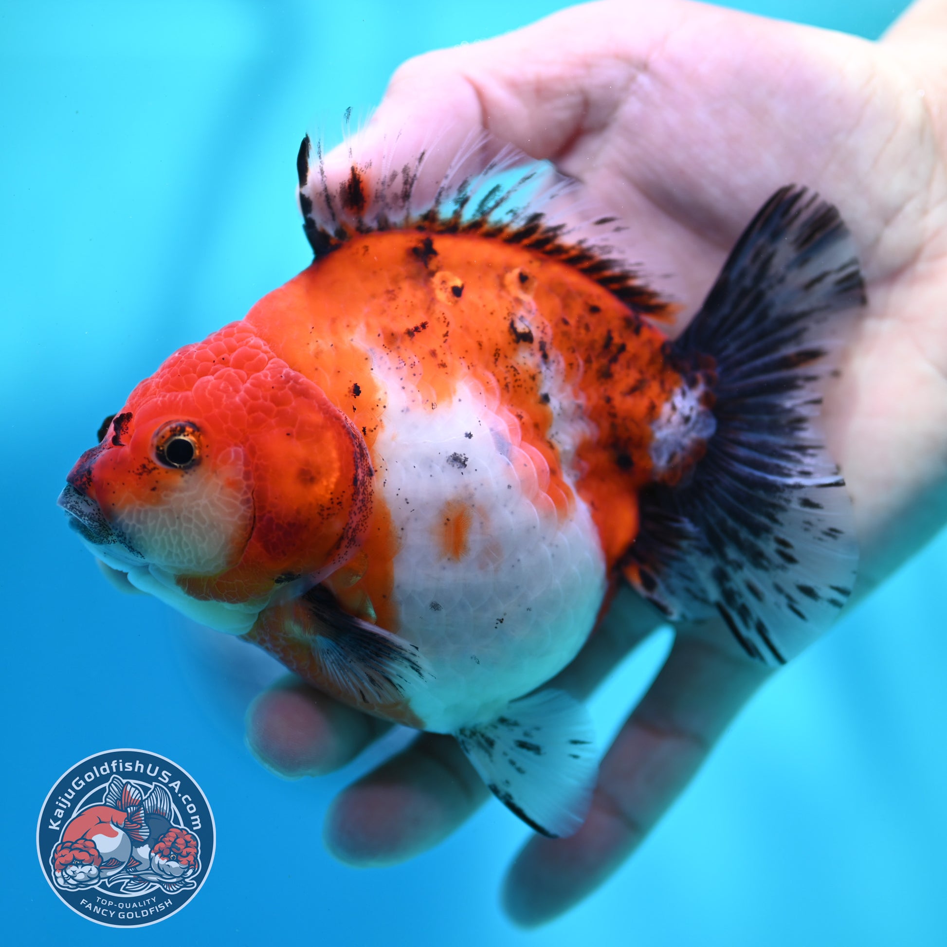 Shogun Tricolor Sakura Oranda 4 inch Body (260508_OR10)