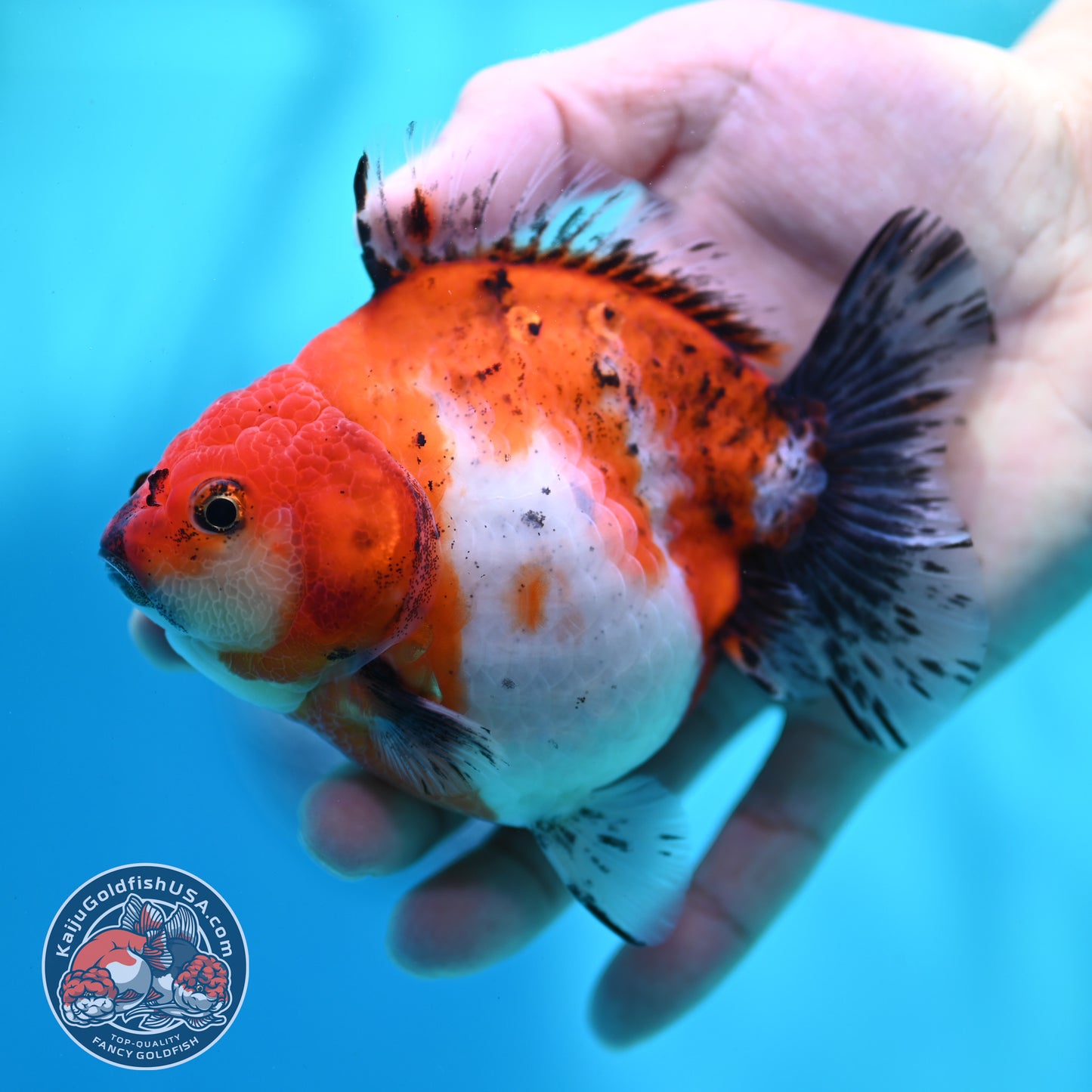 Shogun Tricolor Sakura Oranda 4 inch Body (260508_OR10)