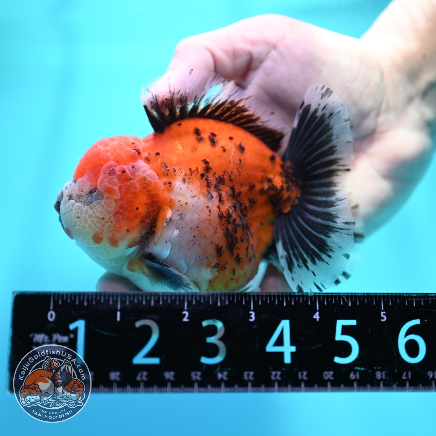 Shogun Tricolor Sakura Oranda 4 inch Body (260522_OR16)