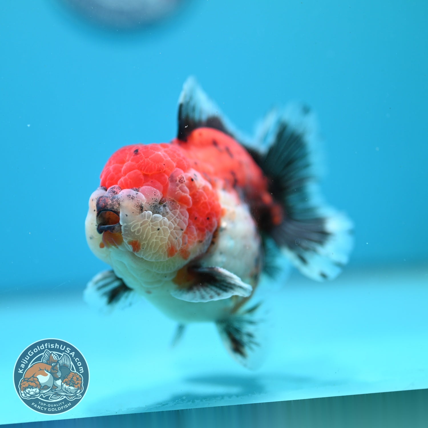 Shogun Tricolor Sakura Oranda 4 inch Body (260522_OR16)