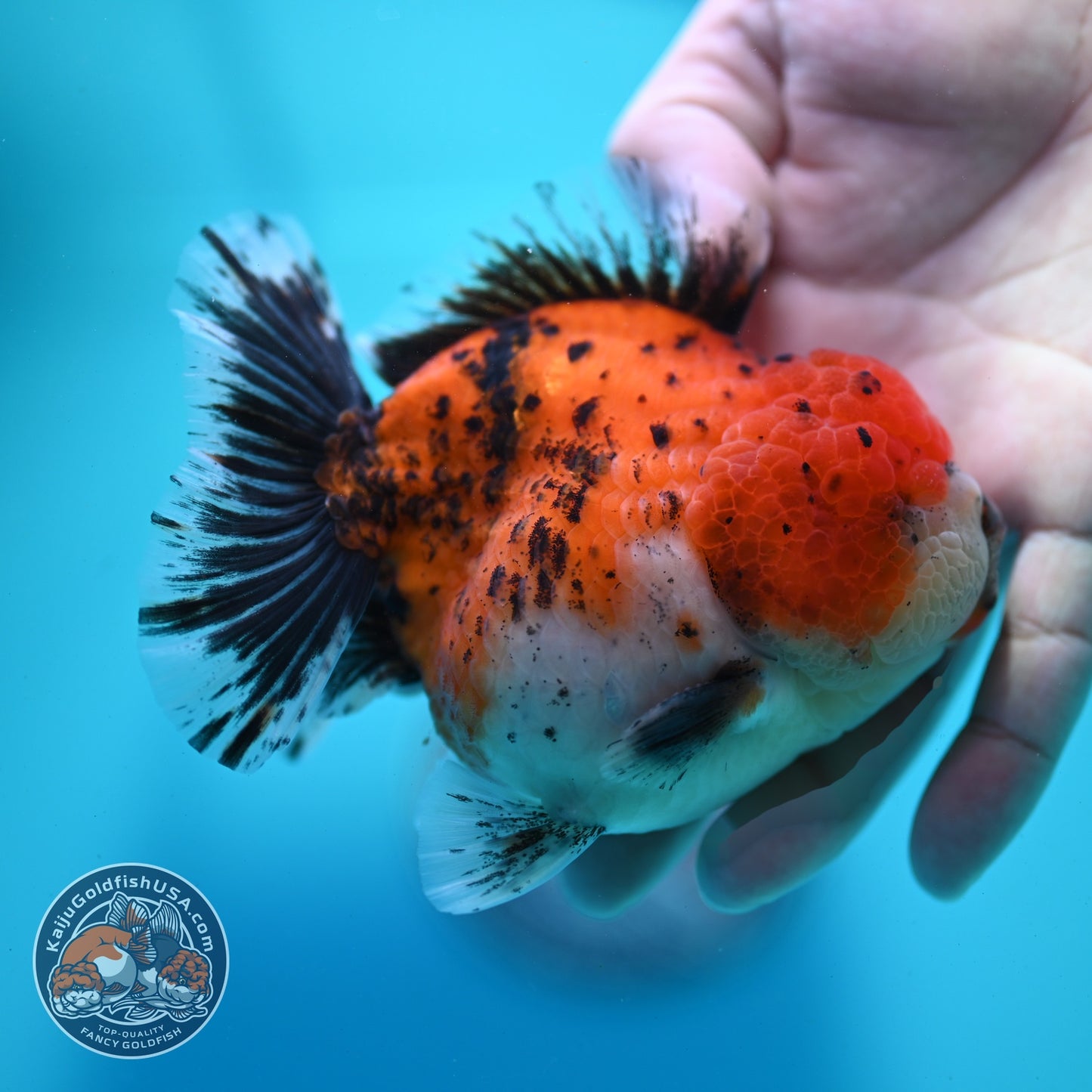 Shogun Tricolor Sakura Oranda 4 inch Body (260522_OR16)