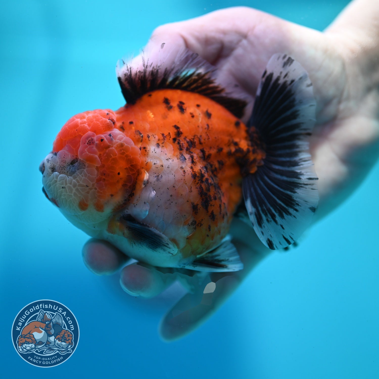 Shogun Tricolor Sakura Oranda 4 inch Body (260522_OR16)