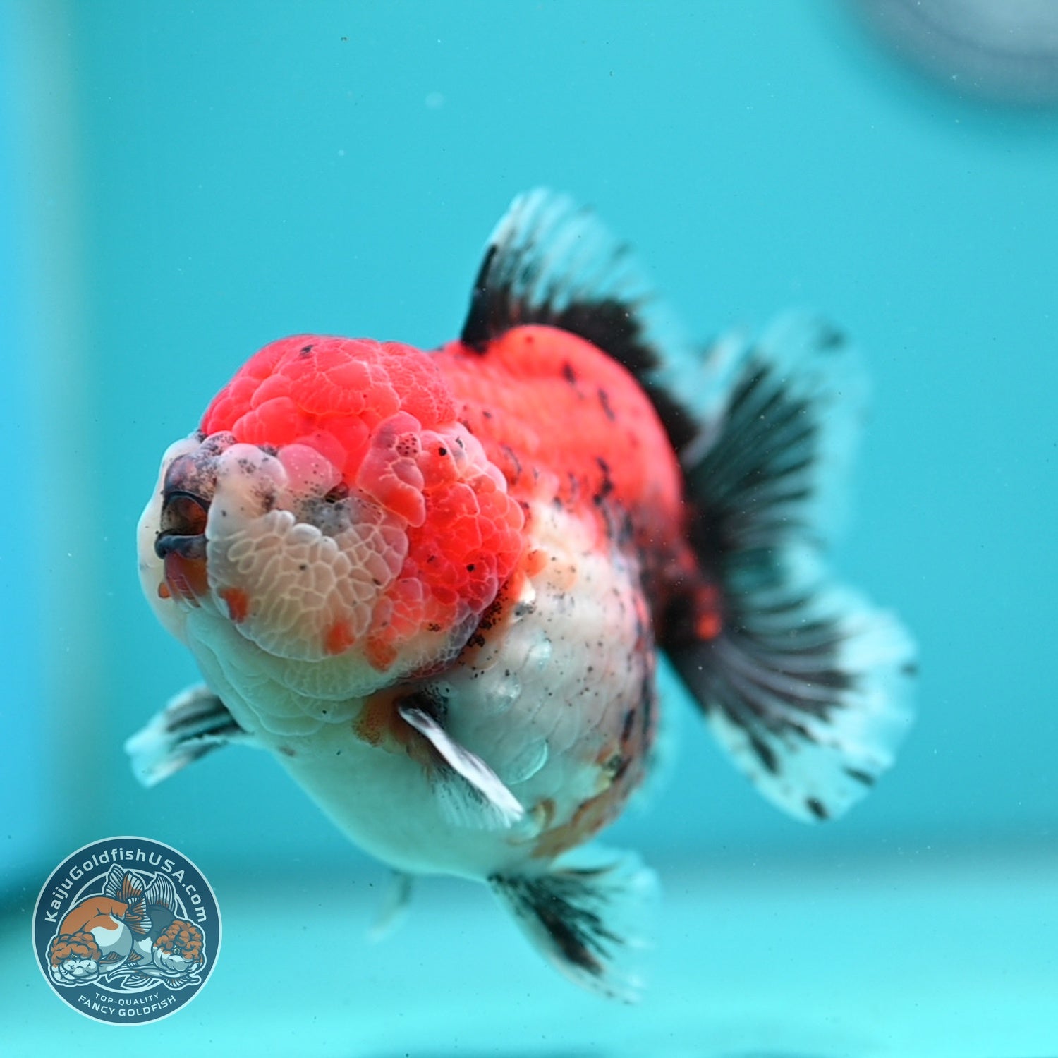 Shogun Tricolor Sakura Oranda 4 inch Body (260522_OR16)