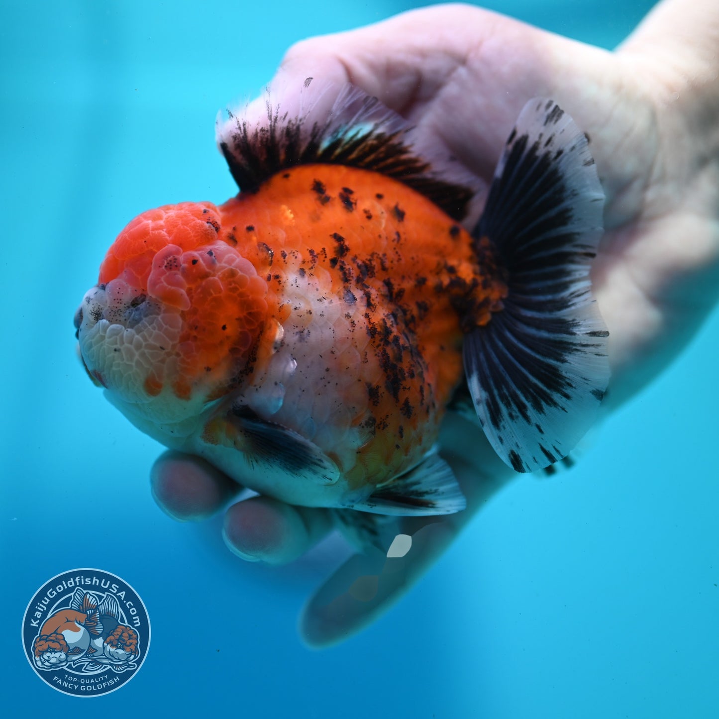 Shogun Tricolor Sakura Oranda 4 inch Body (260522_OR16)