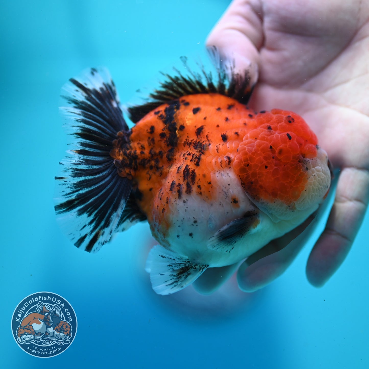 Shogun Tricolor Sakura Oranda 4 inch Body (260522_OR16)