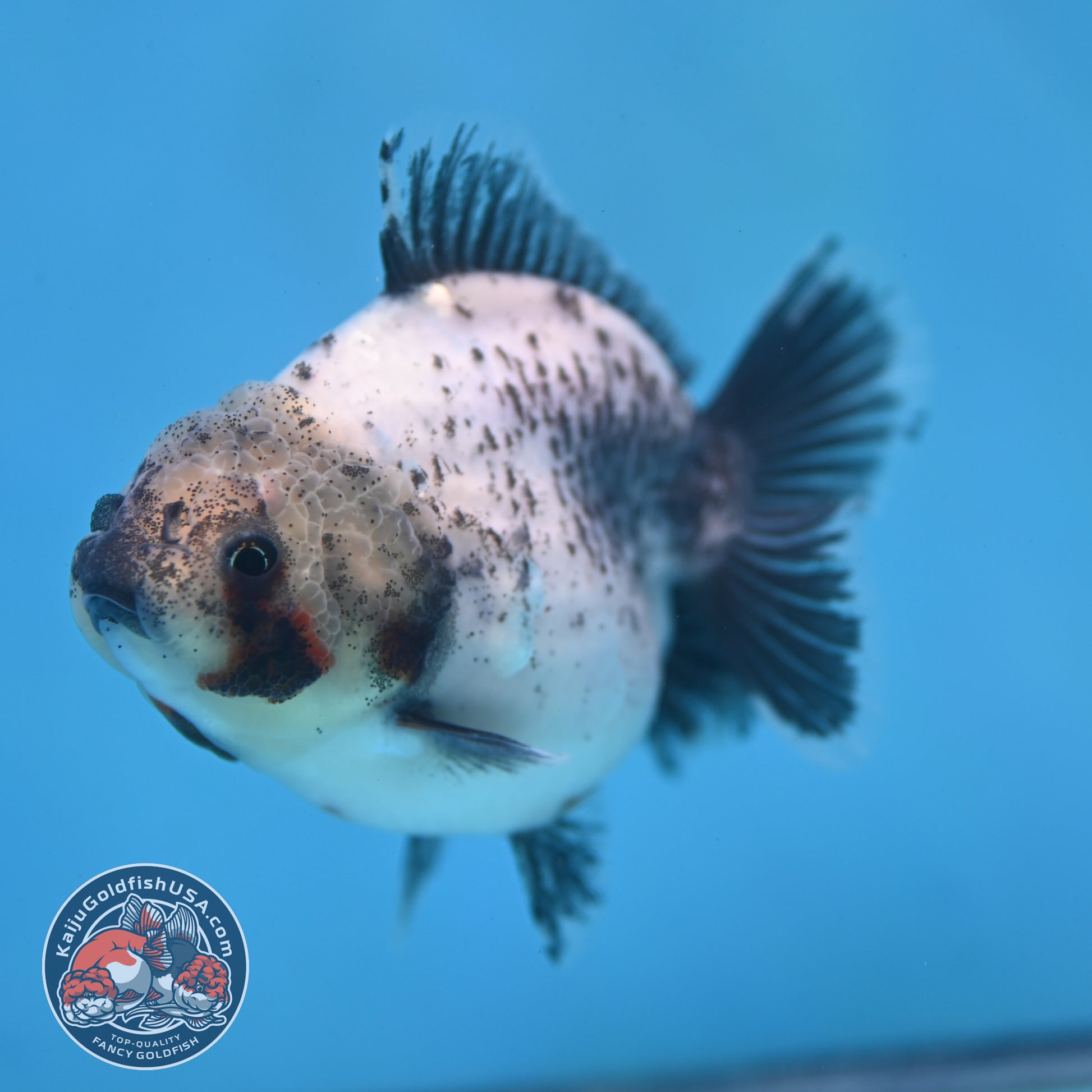 Shogun White Tiger Oranda 3.5 inch Body (260109_OR11)