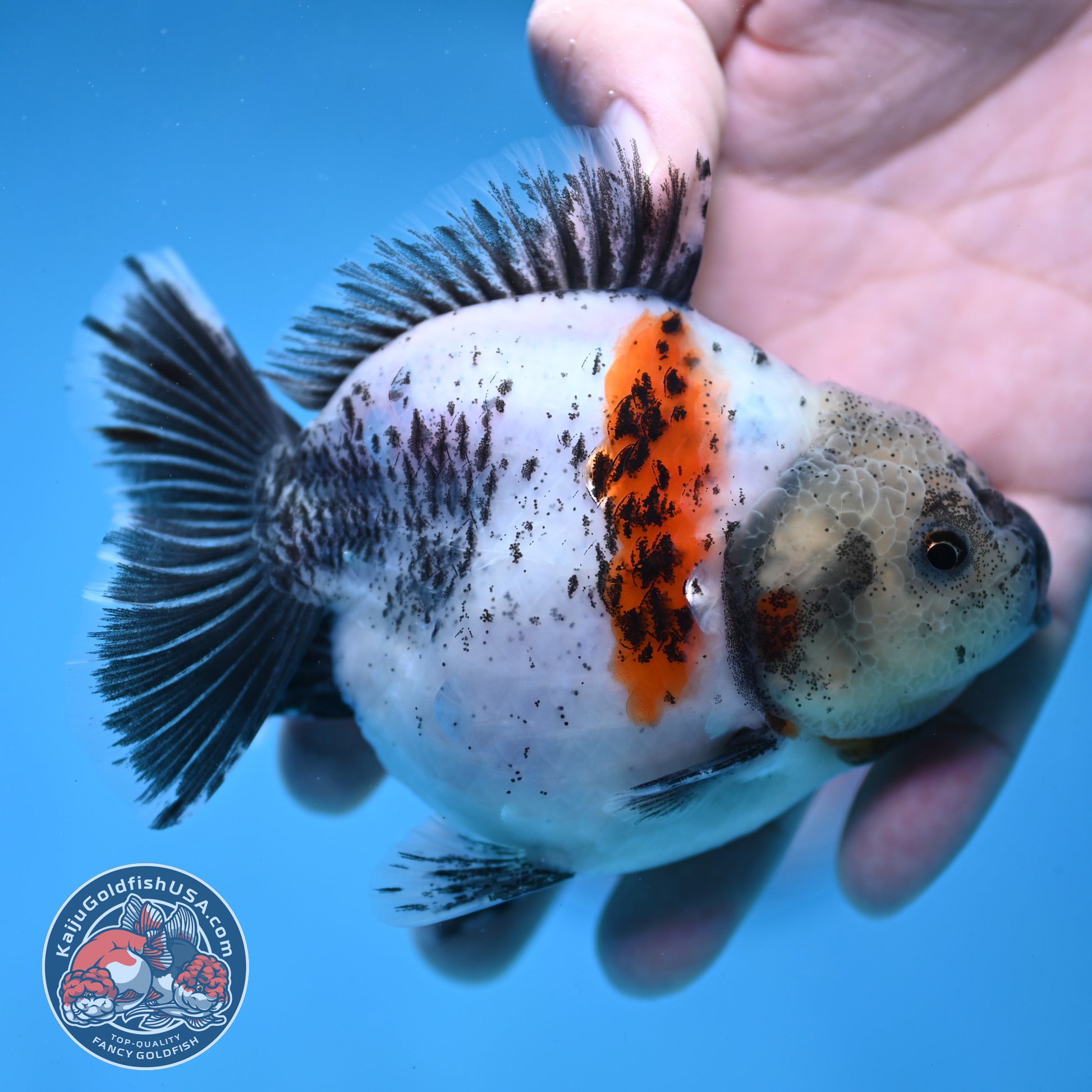 Shogun White Tiger Oranda 3.5 inch Body (260109_OR11)