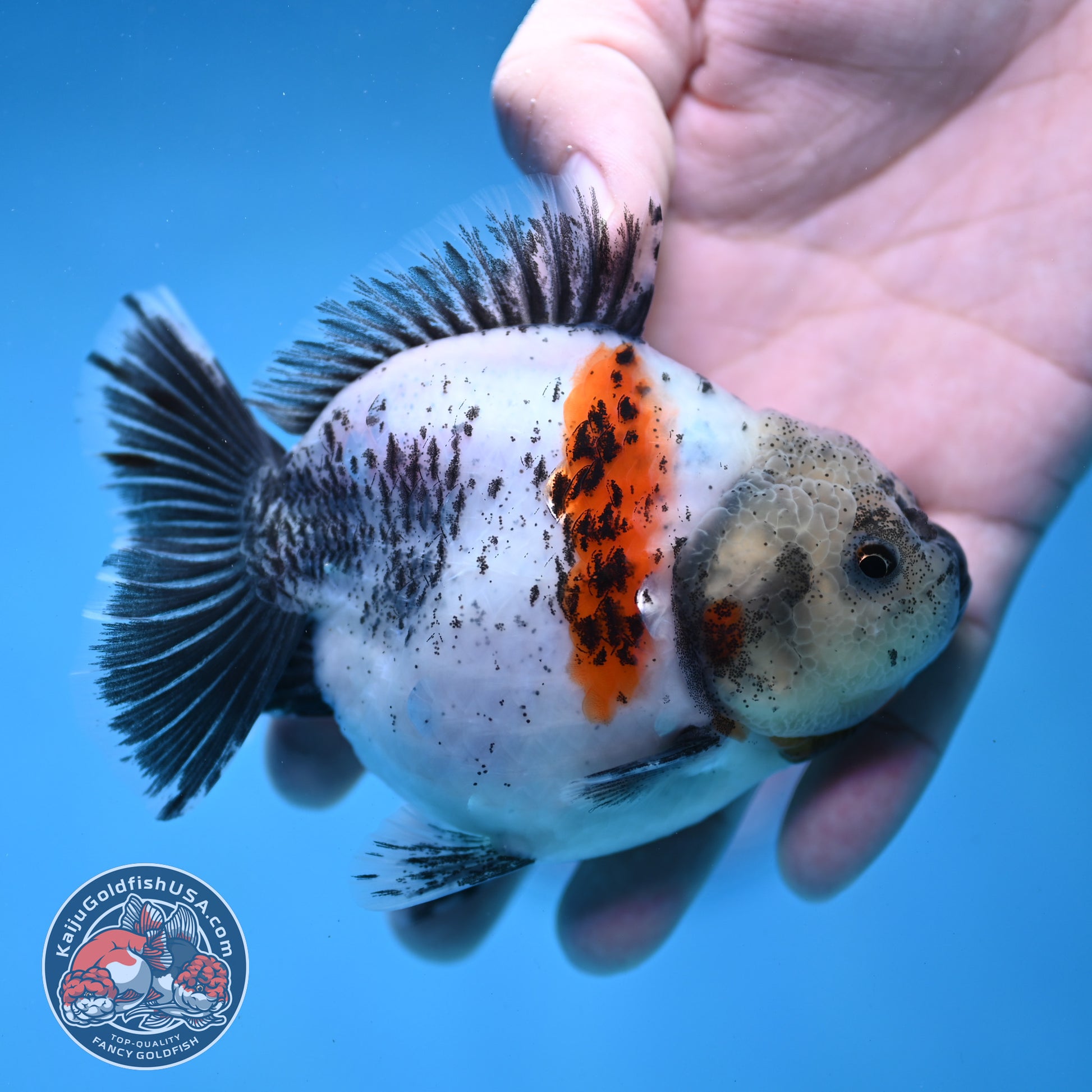 Shogun White Tiger Oranda 3.5 inch Body (260109_OR11)