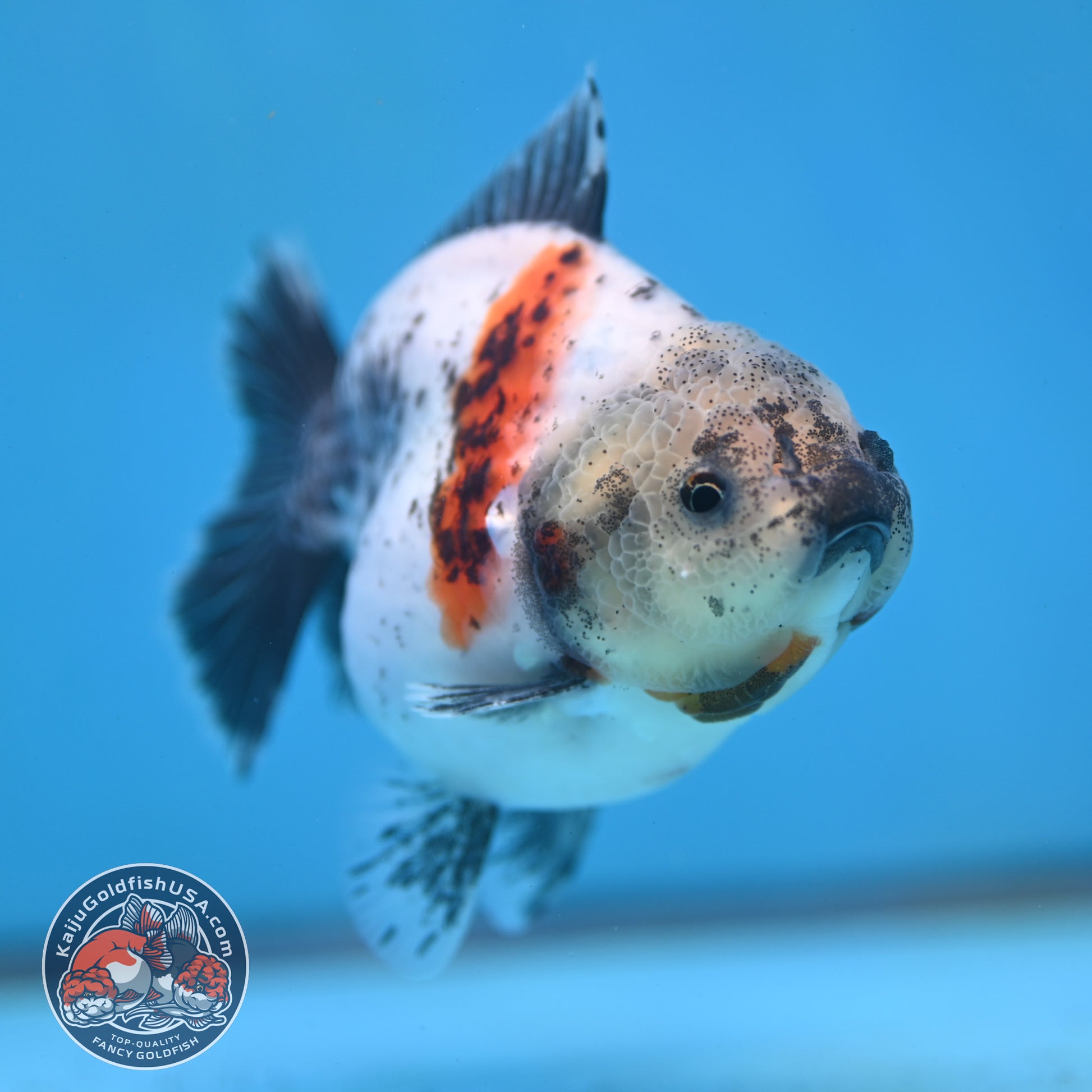 Shogun White Tiger Oranda 3.5 inch Body (260109_OR11)