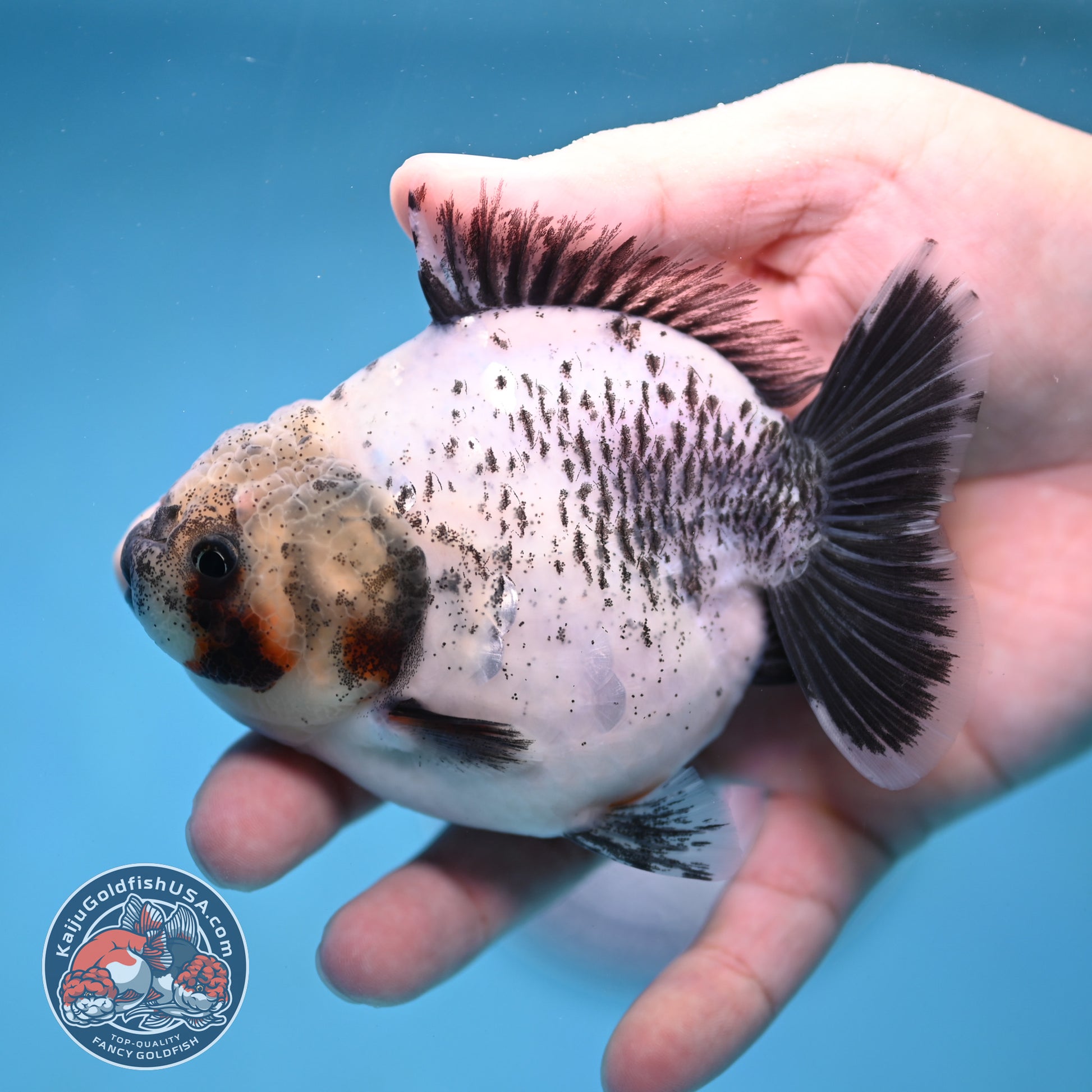 Shogun White Tiger Oranda 3.5 inch Body (260109_OR11)