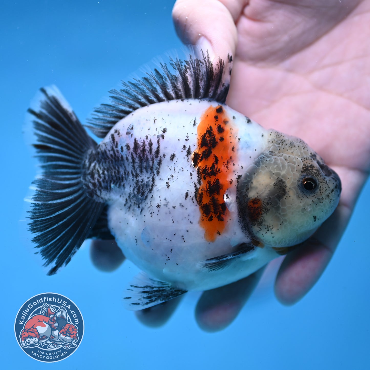 Shogun White Tiger Oranda 3.5 inch Body (260109_OR11)