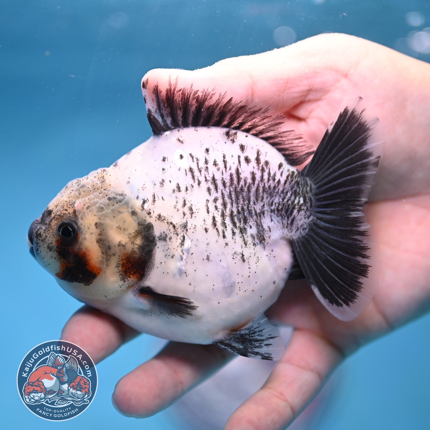 Shogun White Tiger Oranda 3.5 inch Body (260109_OR11)