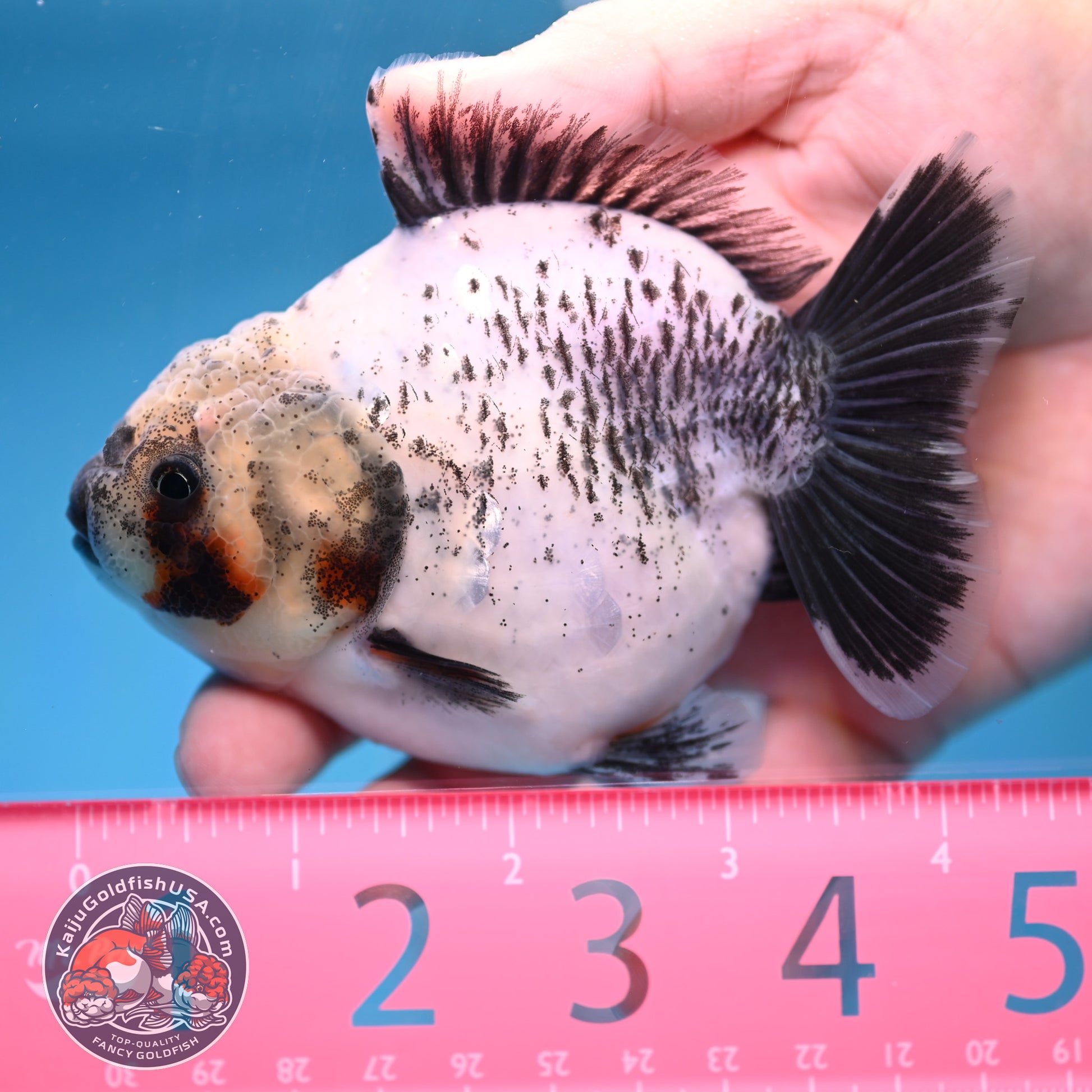 Shogun White Tiger Oranda 3.5 inch Body (260109_OR11)