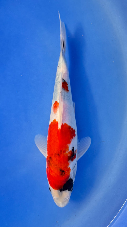 Showa 10 inches (261022_KOI10)