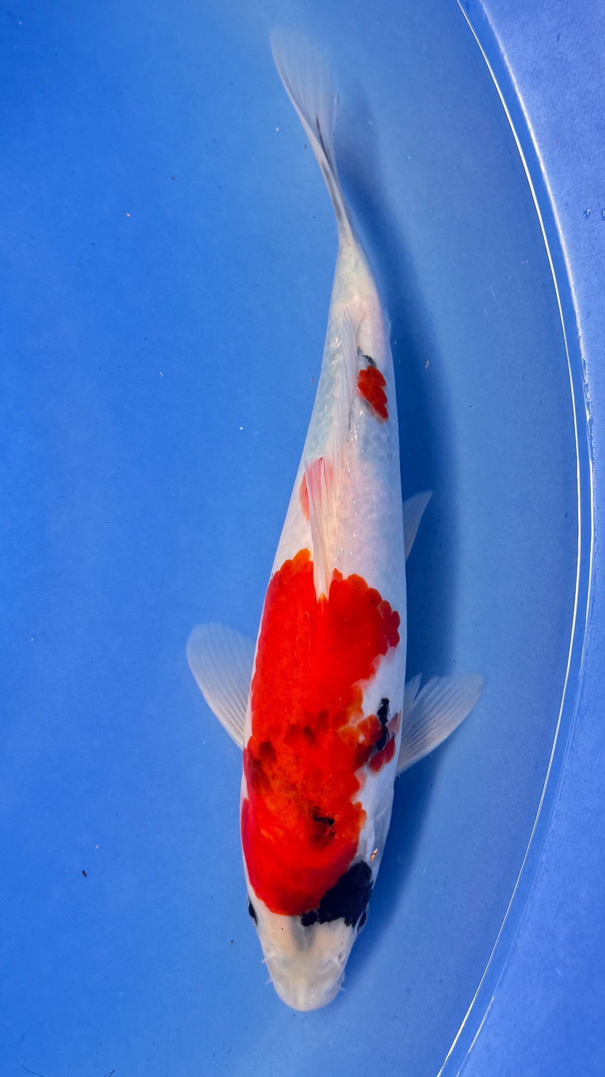 Showa 10 inches (261022_KOI10)