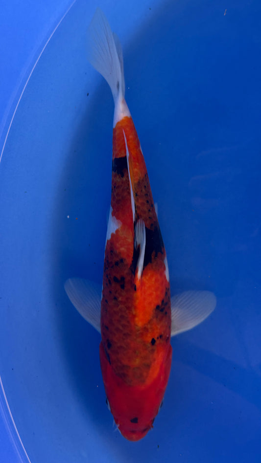 Showa 13 inches (261022_KOI13)