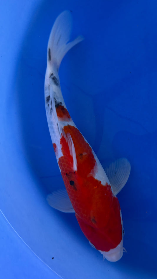Showa 13 inches (261022_KOI16)