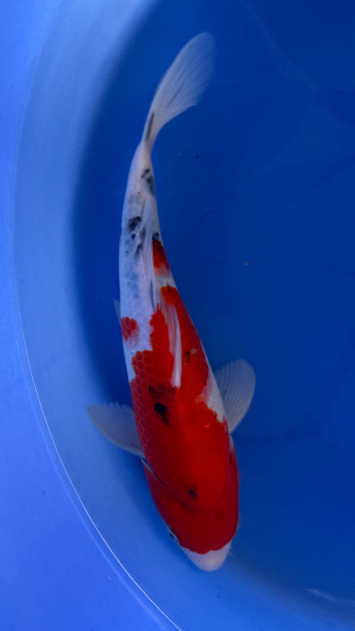 Showa 13 inches (261022_KOI16)