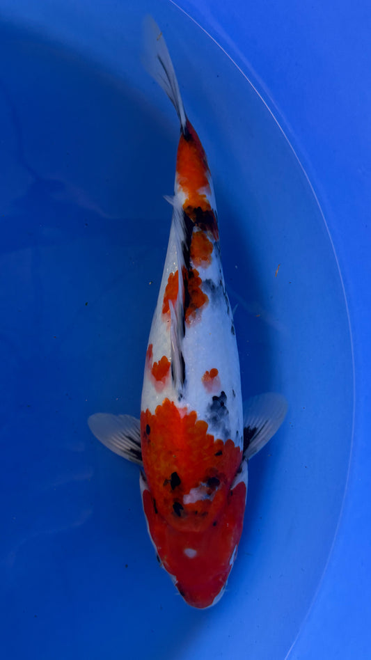 Showa 16 inches (261022_KOI22)