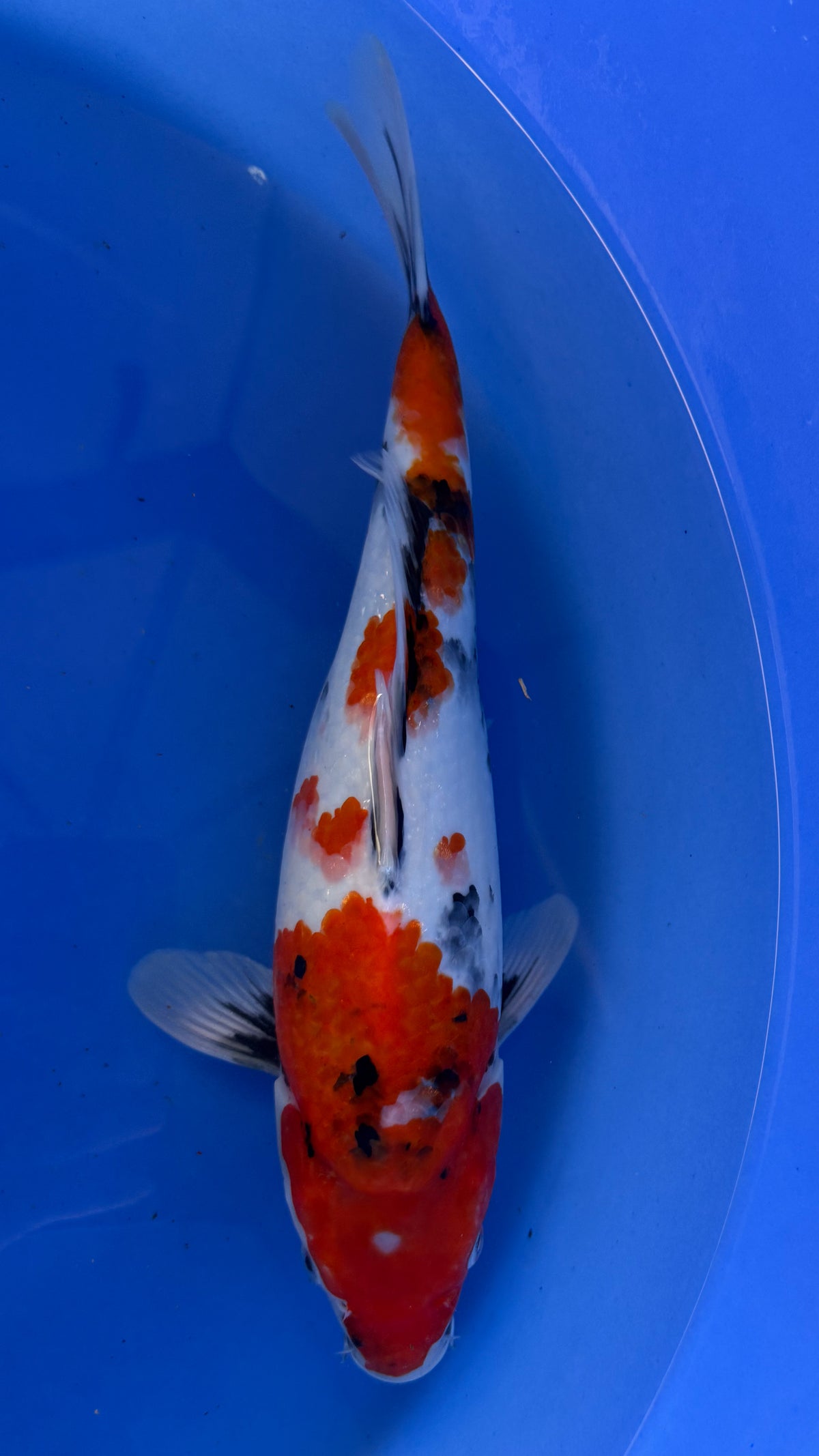 Showa 16 inches (261022_KOI22)