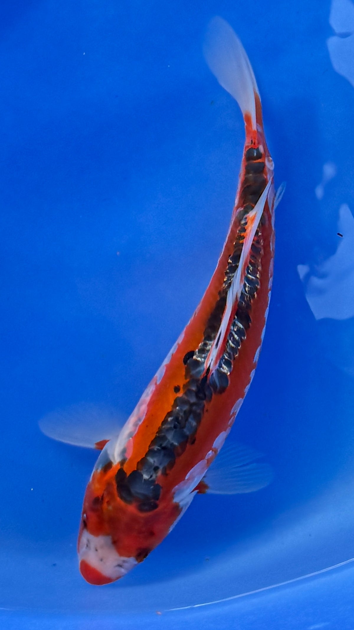 Shusui 10 inches (261022_KOI06)