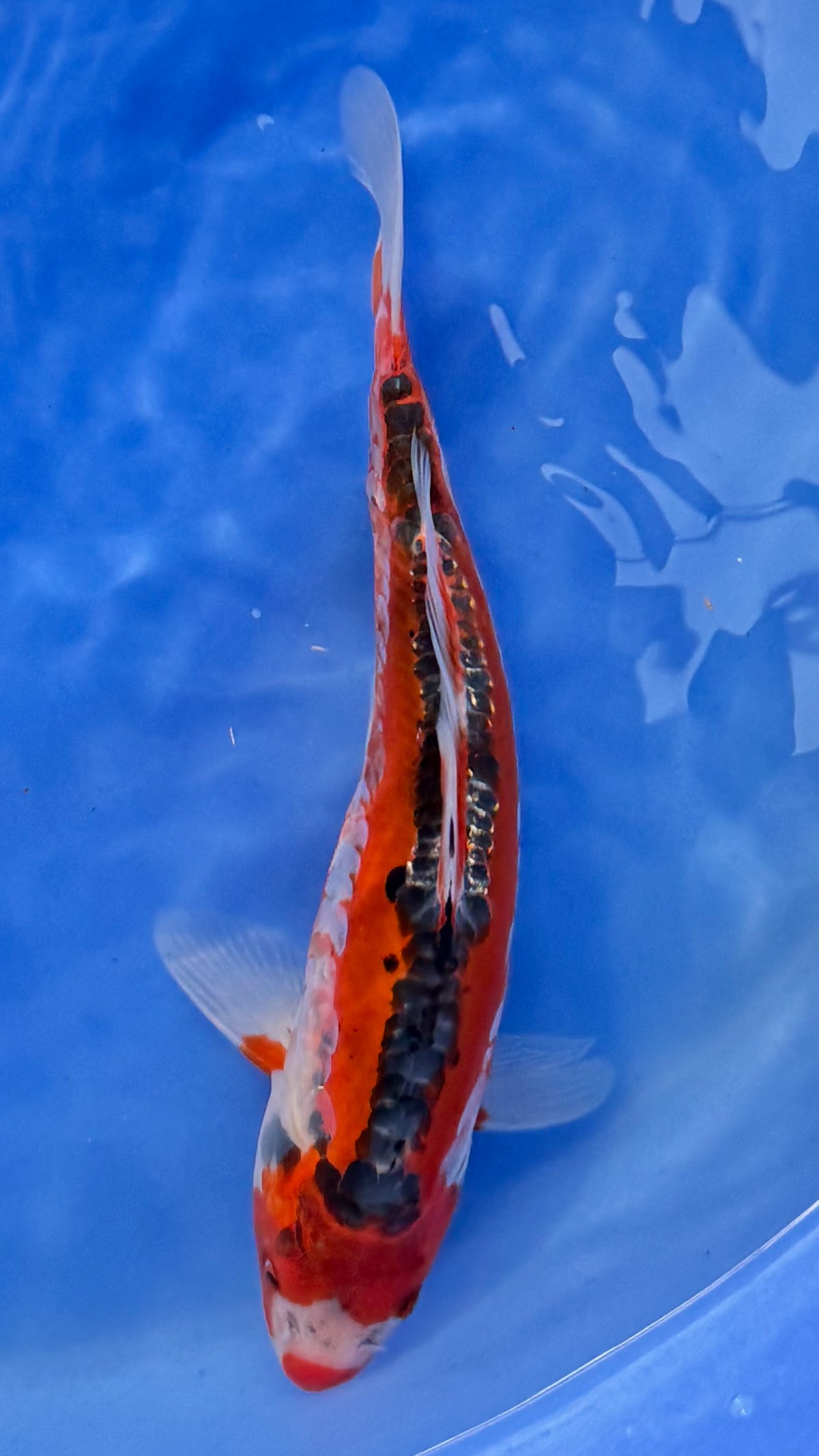 Shusui 10 inches (261022_KOI06)