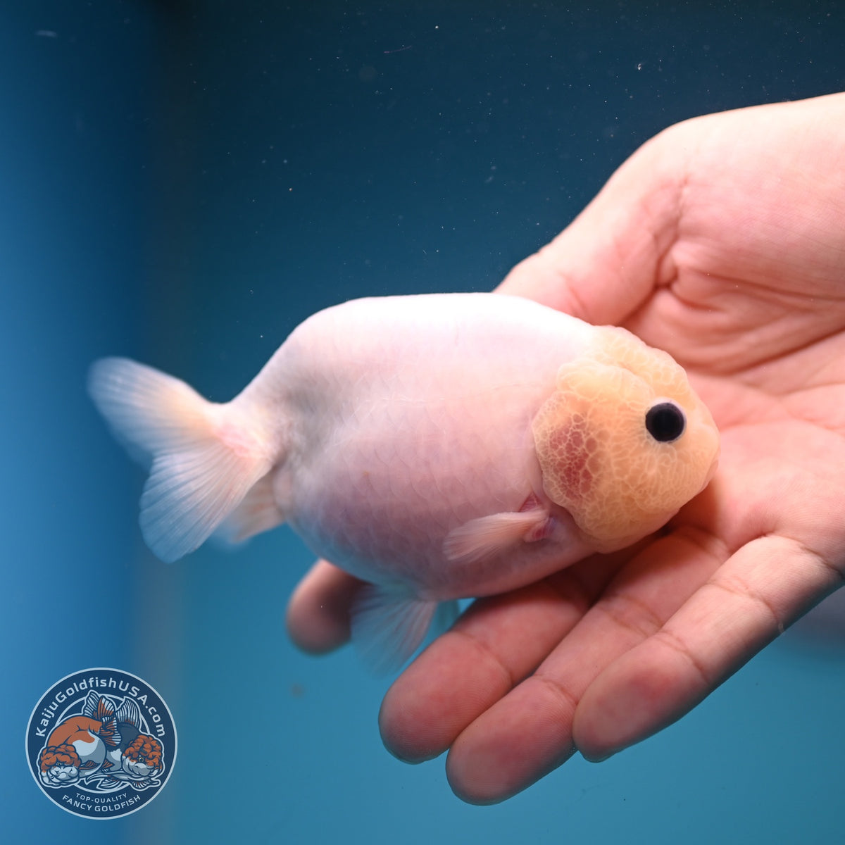 Silky White Ranchu 3.8 inch Body (261002_RC04)