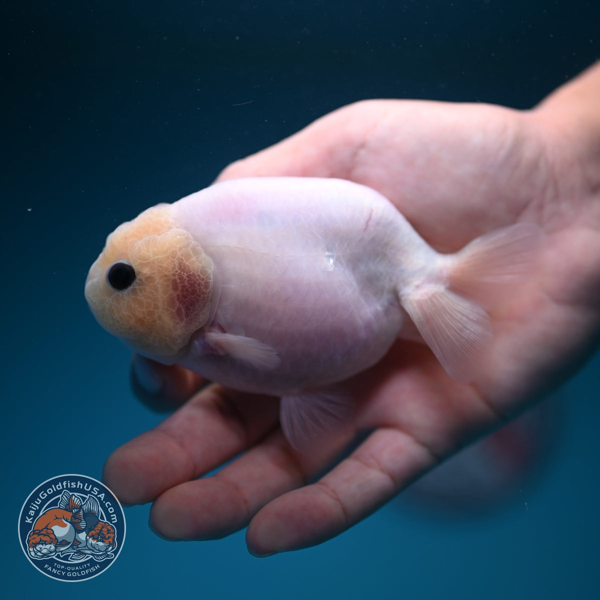 Silky White Ranchu 3.8 inch Body (261002_RC04)