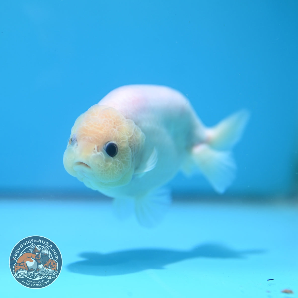Silky White Ranchu 3.8 inch Body (261002_RC04)