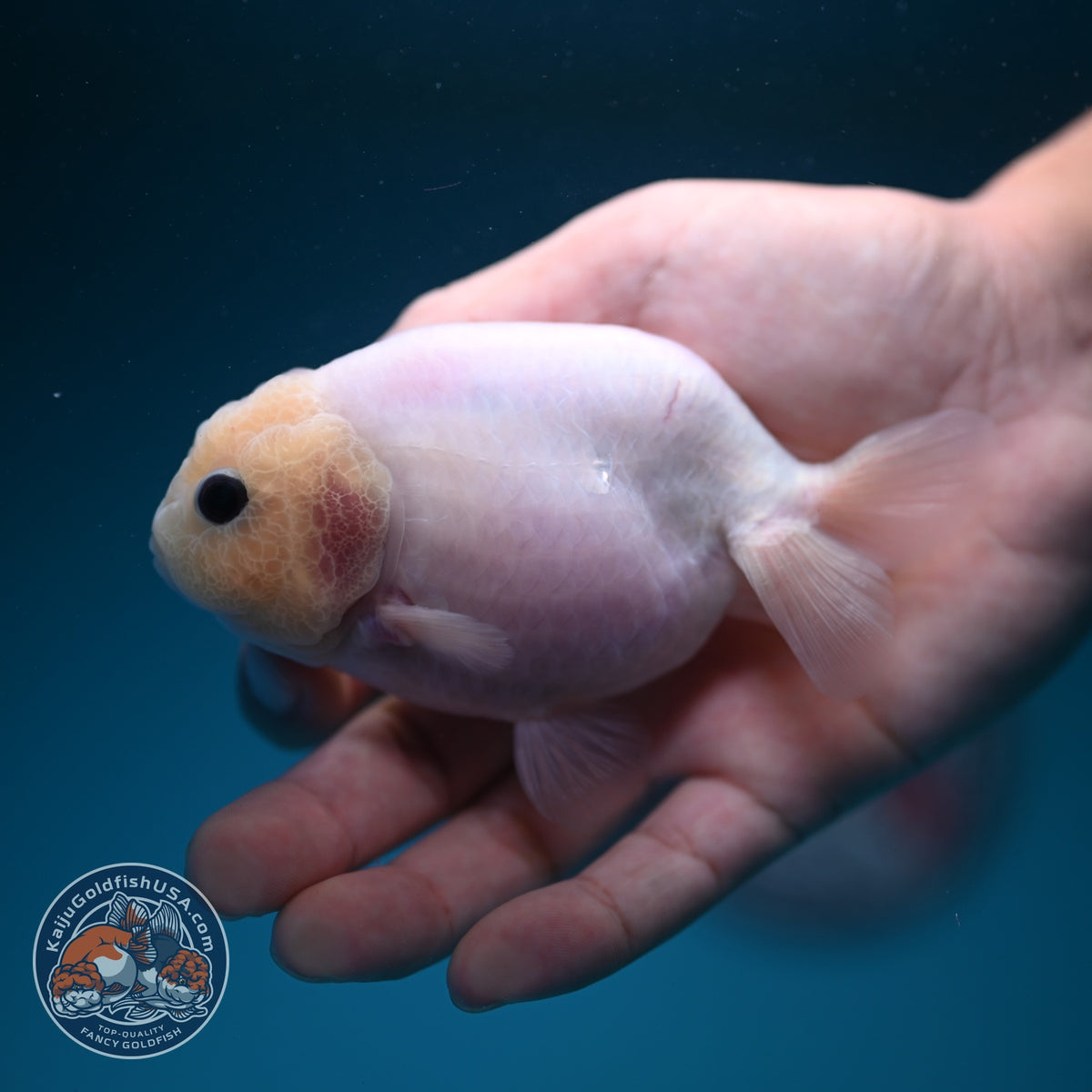 Silky White Ranchu 3.8 inch Body (261002_RC04)