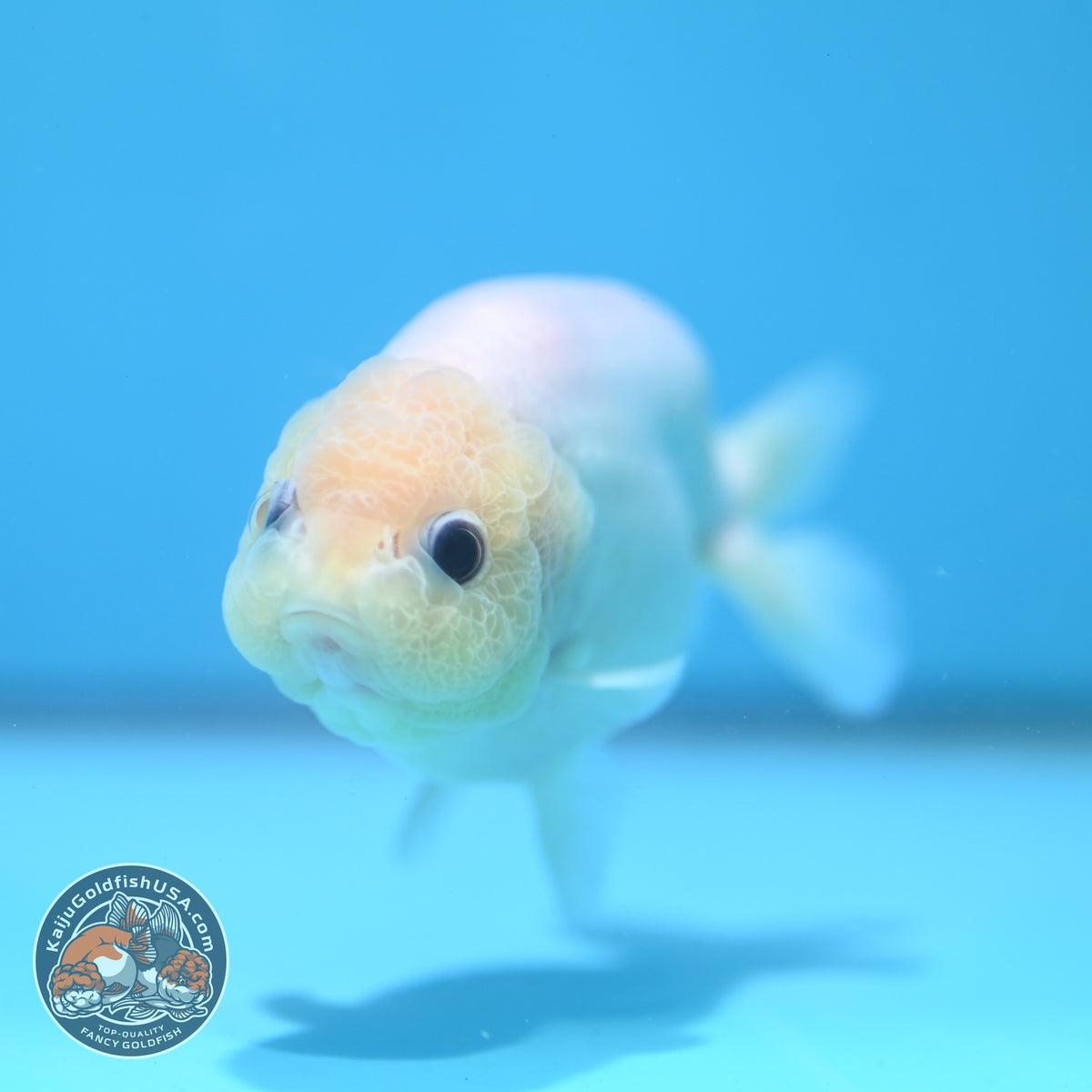Silky White Ranchu 3.8 inch Body (261002_RC04)