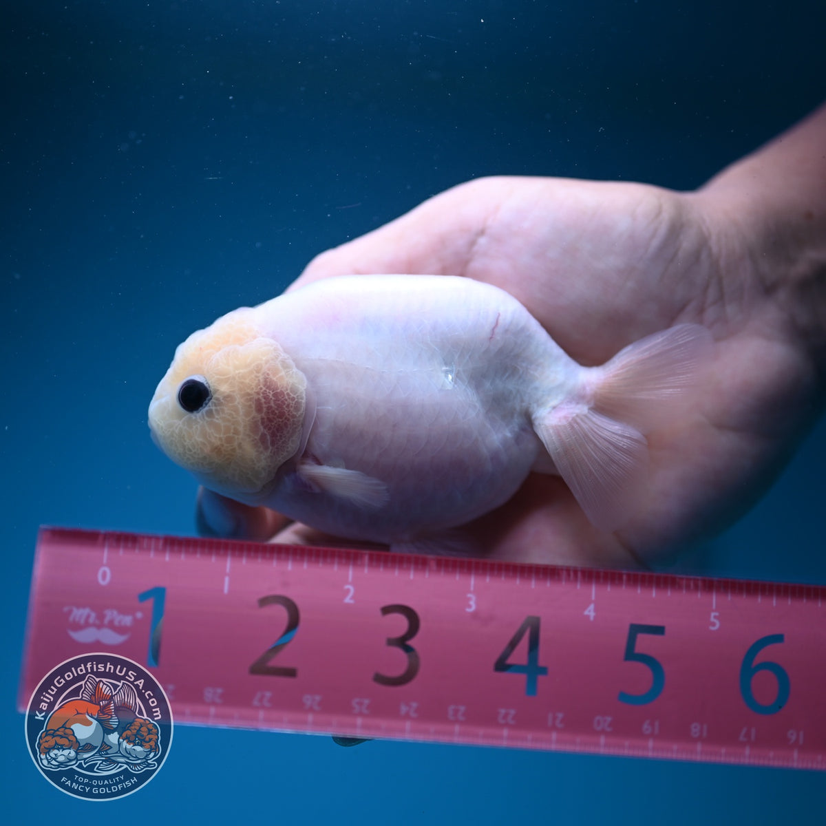 Silky White Ranchu 3.8 inch Body (261002_RC04)