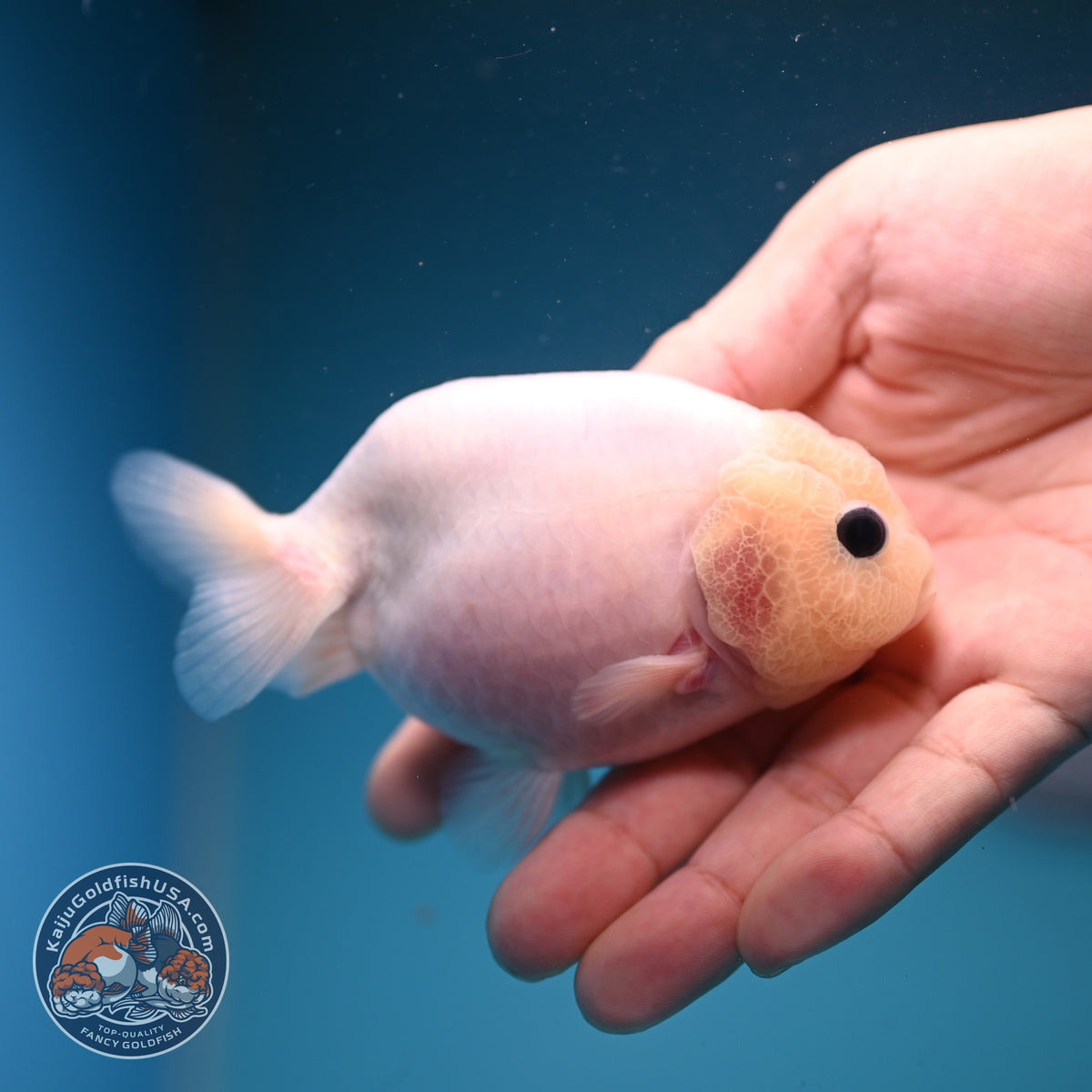Silky White Ranchu 3.8 inch Body (261002_RC04)