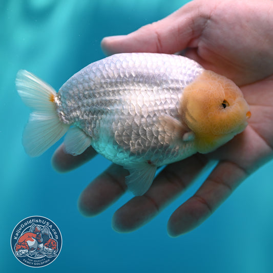 Snow White Buffalo Ranchu 4 inch Body (260501_RC04)