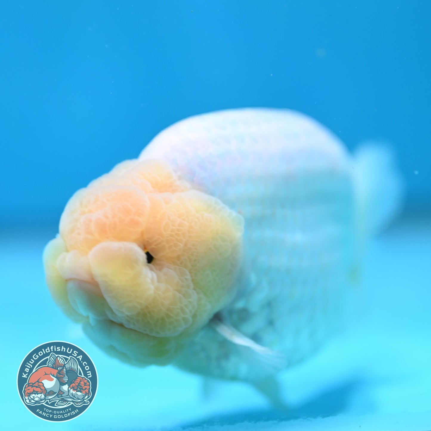 Snow White Buffalo Ranchu 4 inch Body (260501_RC04)