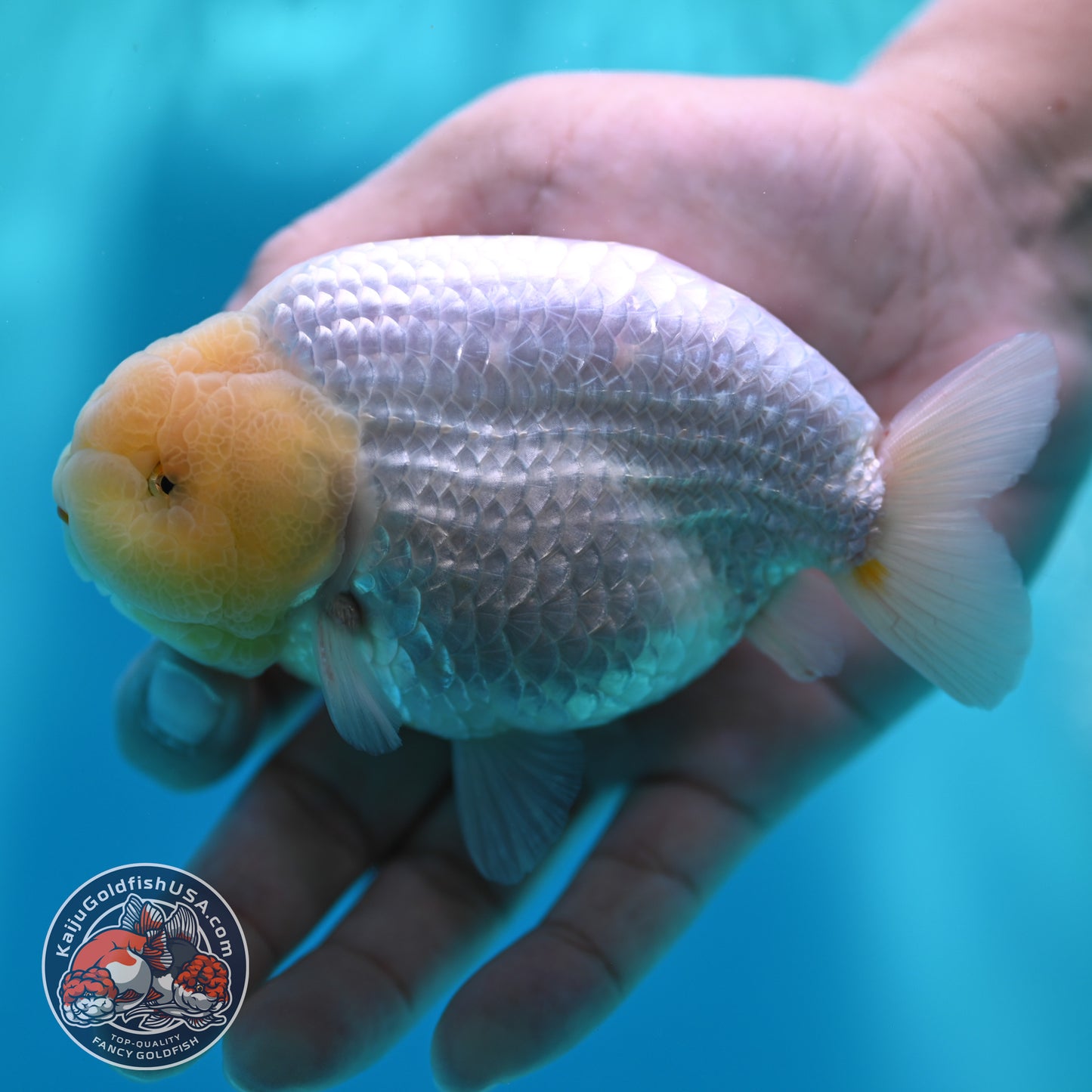 Snow White Buffalo Ranchu 4 inch Body (260501_RC04)