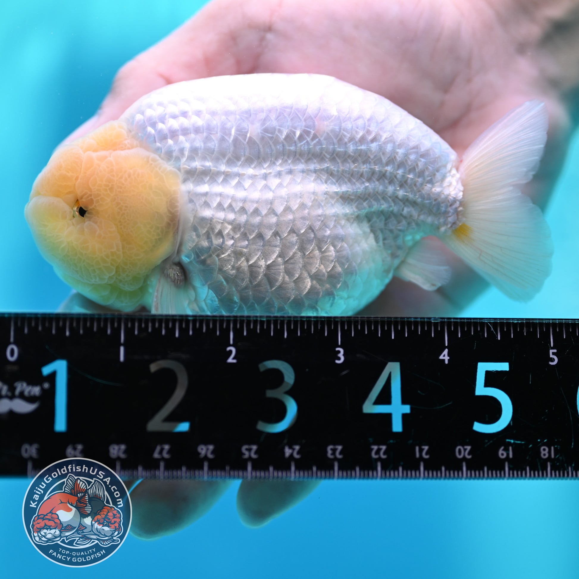 Snow White Buffalo Ranchu 4 inch Body (260501_RC04)