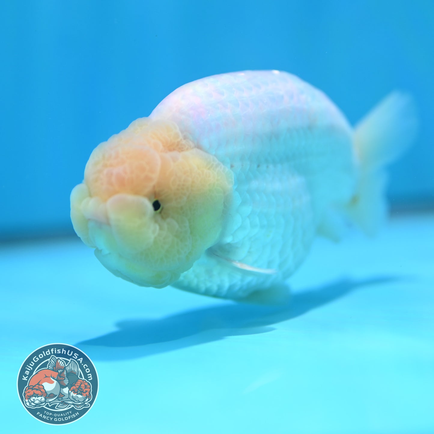 Snow White Buffalo Ranchu 4 inch Body (260501_RC04)