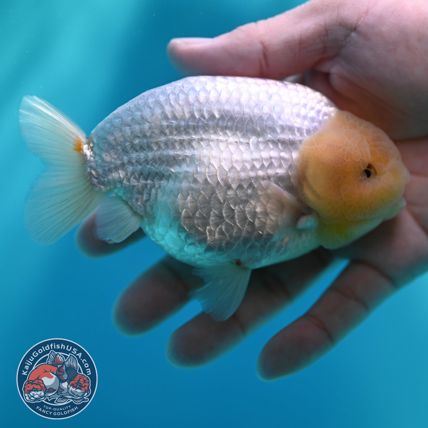Snow White Buffalo Ranchu 4 inch Body (260501_RC04)