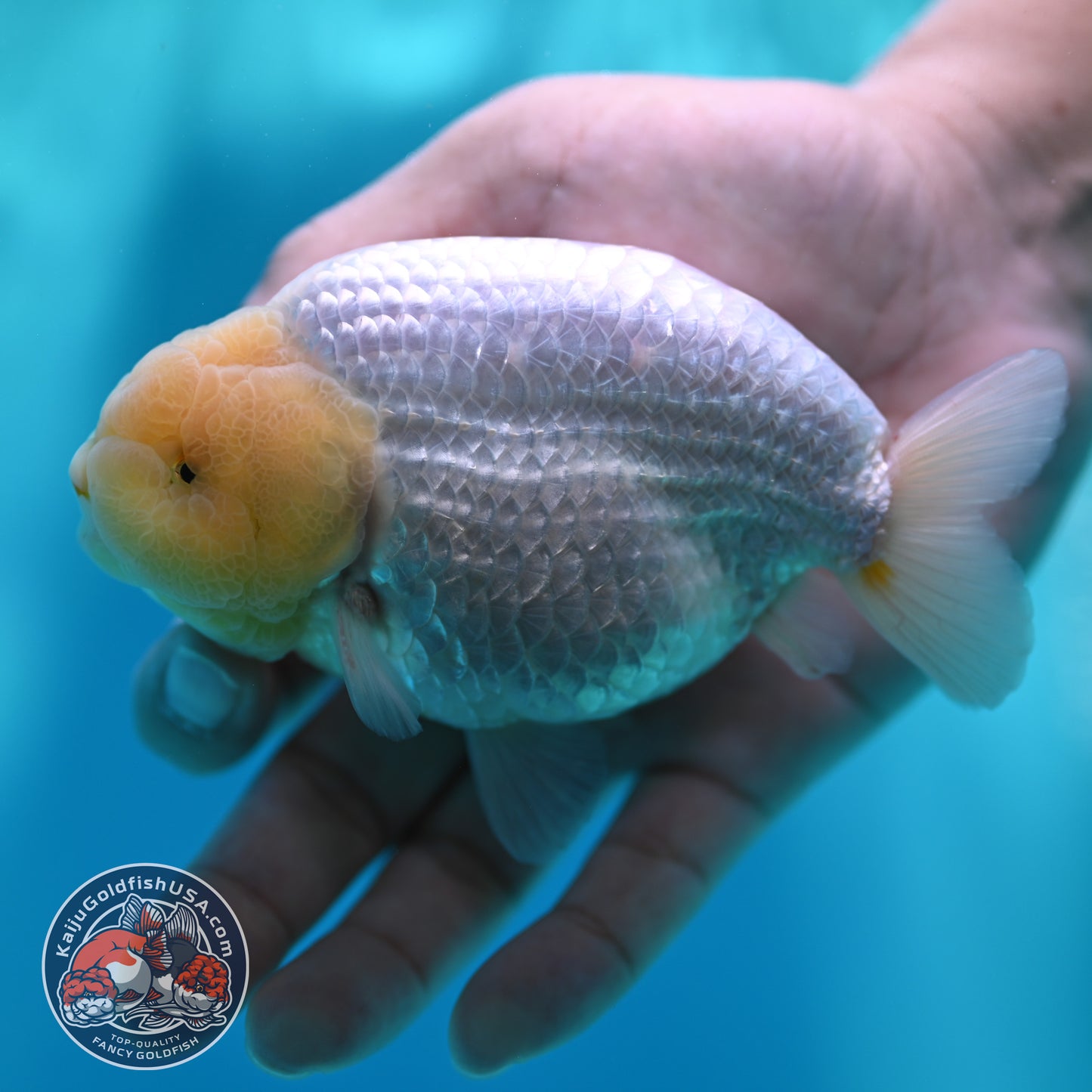 Snow White Buffalo Ranchu 4 inch Body (260501_RC04)