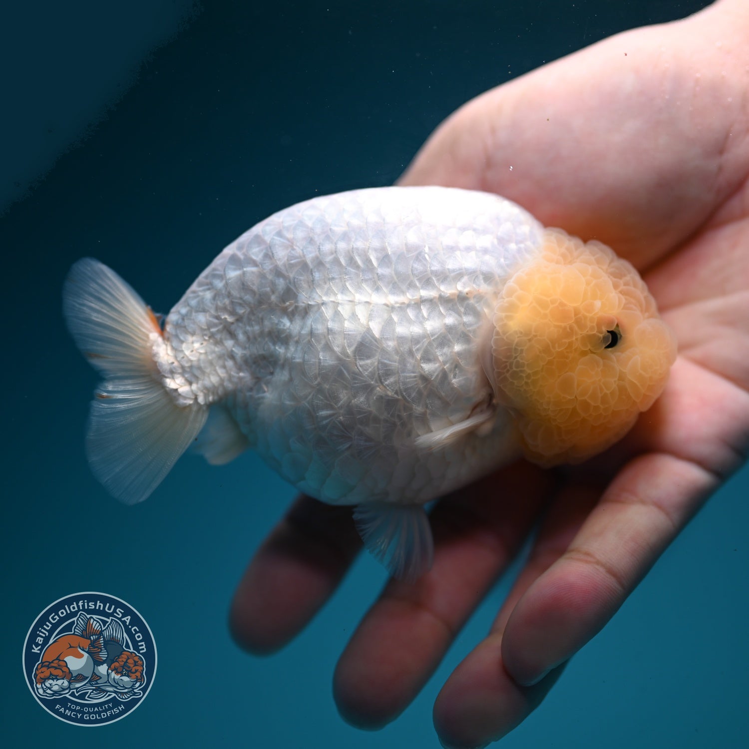 Snow White Ranchu 4 inch Body (260619_RC11)